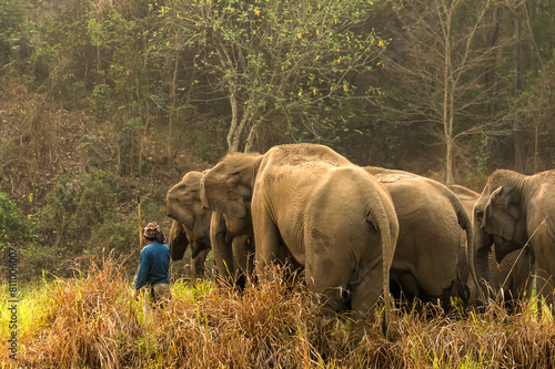 Canvas Print Mahout taking group of Asian elephants into jungle in elephant sanctuary