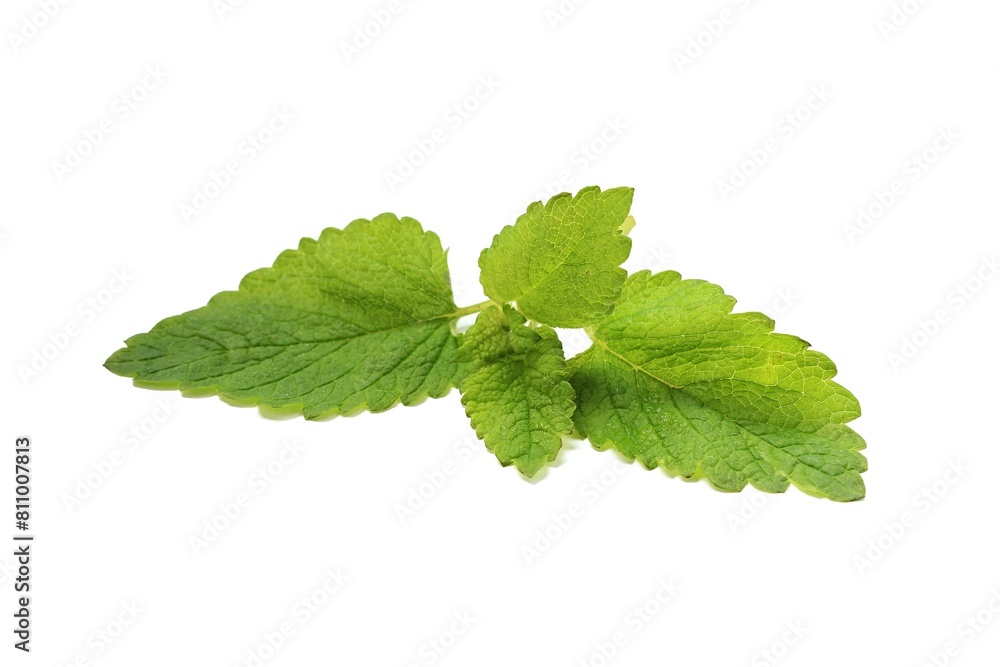 lemon balm - melissa leaves on a white background lemon balm - melissa leaves on a white background