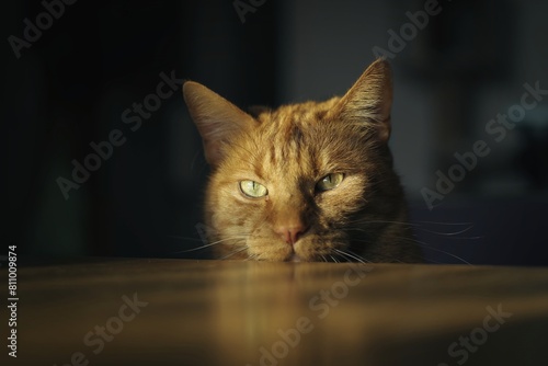 Portrait of cute red cat is looking curious up to the table.