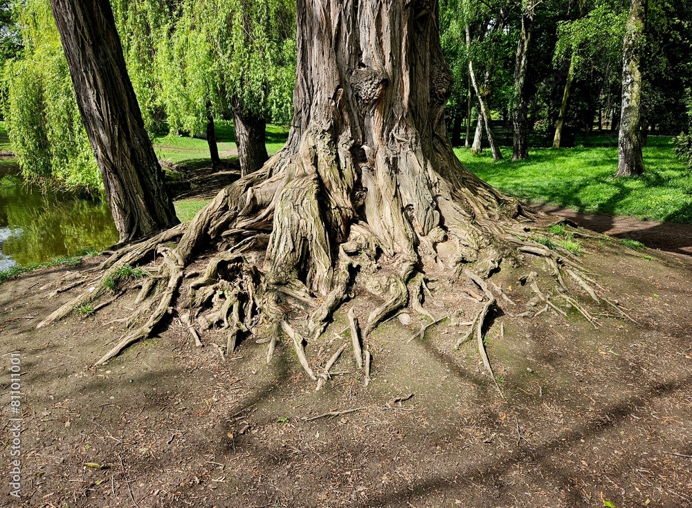 Big tree. The roots of a tree on the surface of the earth. This image may be used as a background. Close-up. Big tree. The roots of a tree on the surface of the earth. This image may be used as a background. Close-up.