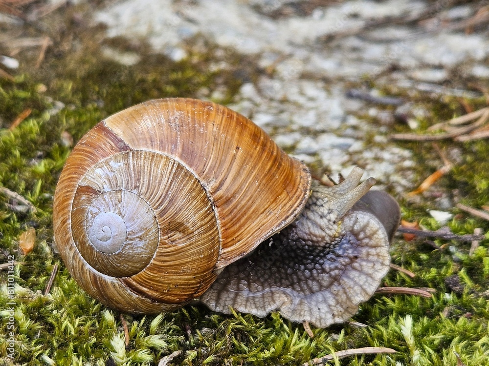 Snail with his shell on a garden. Garden, grape snail eats grass Cepaea hortensis, Helix pomatia, burgundy snail, edible snail Habitat. Close-up image Snail with his shell on a garden. Garden, grape snail eats grass Cepaea hortensis, Helix pomatia, burgundy snail, edible snail Habitat. Close-up image