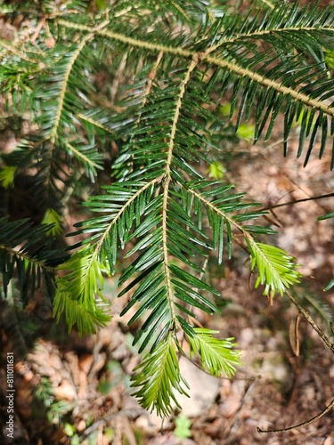 Tree branch close - up  growing in the forest  green pine branch close up. Small branches of spruce in backlight  detail