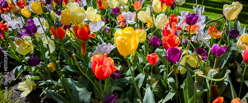 Flower arrangement of bouquet growing together in plethora of vibrant colors. Colorful field of large tulip flowers