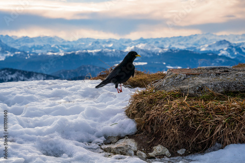 Black Bird at snow landscape with mountain chain at the background