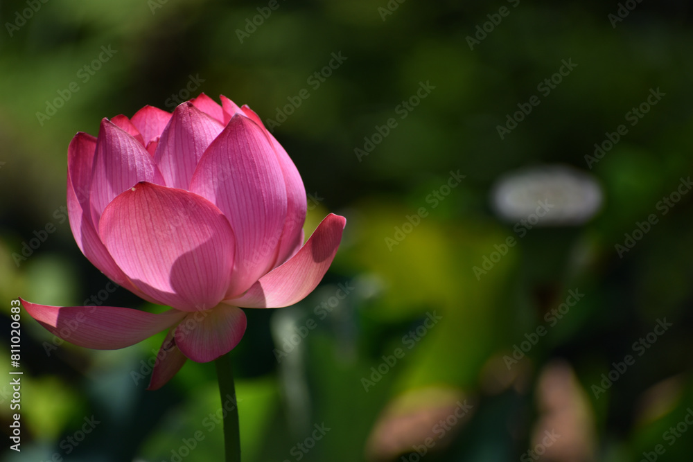 濃いピンクの蓮の花、古代ハス 濃いピンクの蓮の花、古代ハス