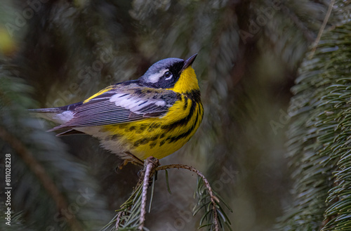 Magnolia warbler perched on branch in spring in Ottawa, Canada