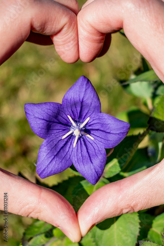 Purple platycodon flower outdoors, campanula, platycodon grandiflorus