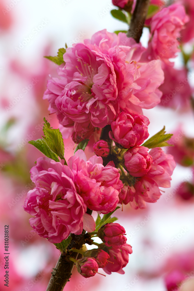 Sakura flower against the sky. Macro. Blooming branch of a Japanese cherry tree in spring.