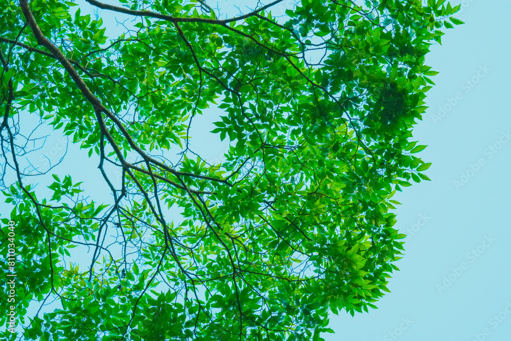 Obraz premium 爽やかな新緑