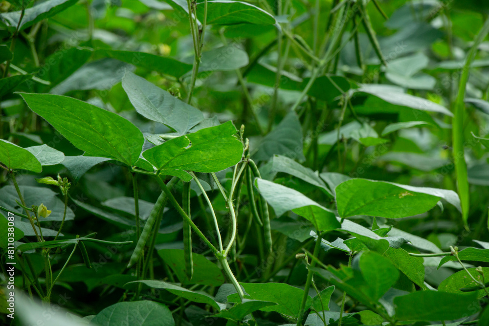 dense young green bean plants in the yard, wallpaper of green bean plants or secondary crops dense young green bean plants in the yard, wallpaper of green bean plants or secondary crops