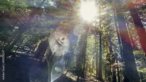 4k wide angle slow motion footage of a spider web cobweb waving on the soft wind in the deep tall spruce trees forest litted with warm autumnal sun rays. Beauty in Nature and animals in wild concept.