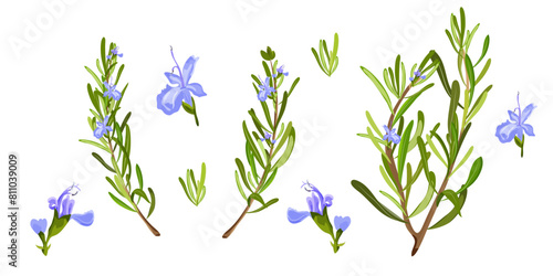 Set of Rosemary branch and flower on white background. Rosemary herb. Vector Illustration.
