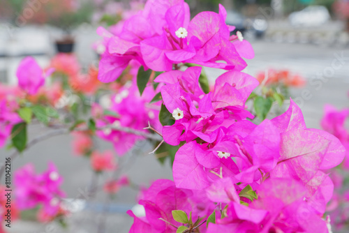 bougainvillea flowers or bunga kertas flowers on a blurry background photo
