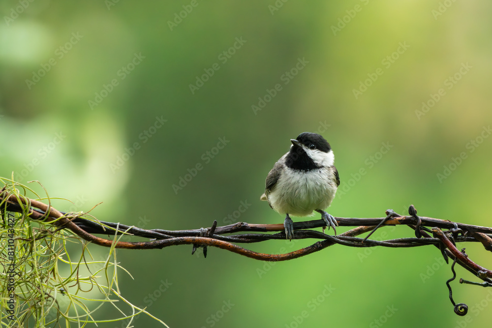 Carolina Chickadee Perched on a wire Carolina Chickadee Perched on a wire