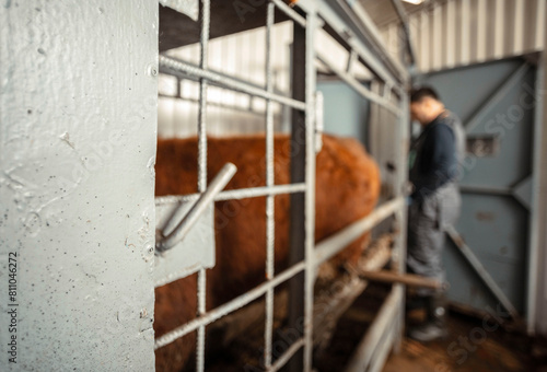 armer meticulously managing a veterinary chute to safely secure cattle for routine procedures, demonstrating commitment to animal safety and welfare