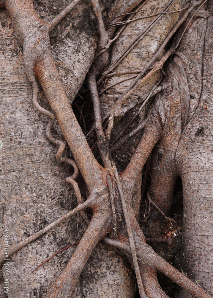 roots banyan of tree.