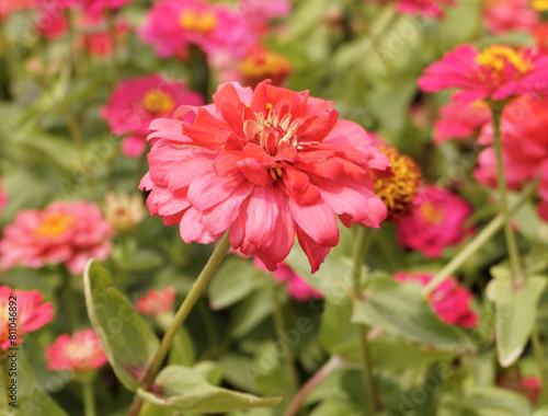 the pink zinnia flower in the park