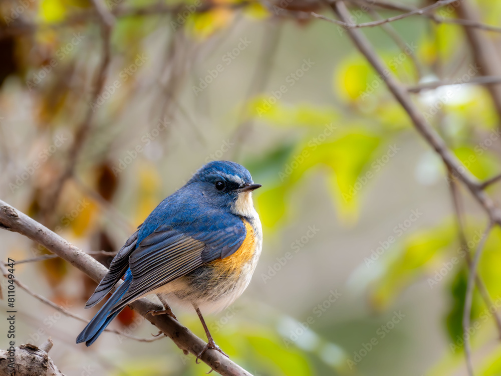 森の中で枝に留まっているルリビタキの雄