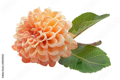 Red and yellow dahlia flower in full bloom