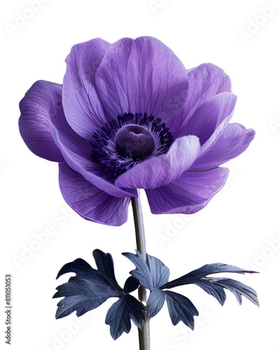 A close-up of a purple anemone flower with delicate petals on a white background