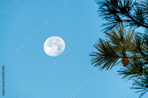 Full moon and pine trees