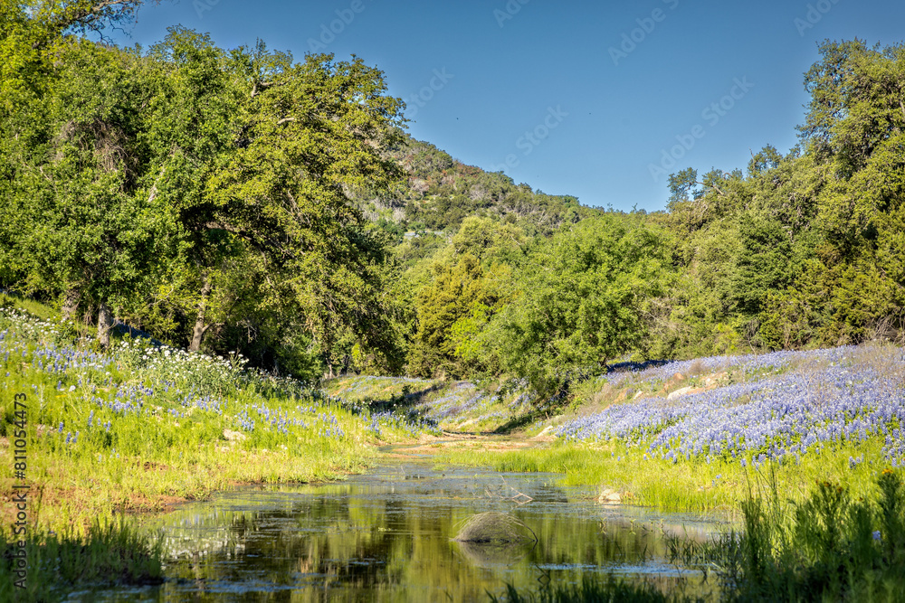 Beautiful spring landscape in Texas with a creek and a meadow full of blue bonnet wildflowers under a blue sky