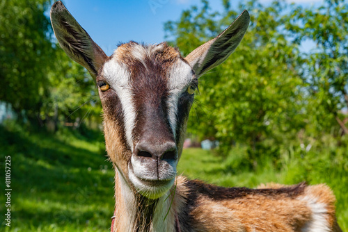 A funny friendly goat on the grassland background by sunny day | Zabawna przyjacielska koza na tle pastwiska w słoneczny dzień  #811057225