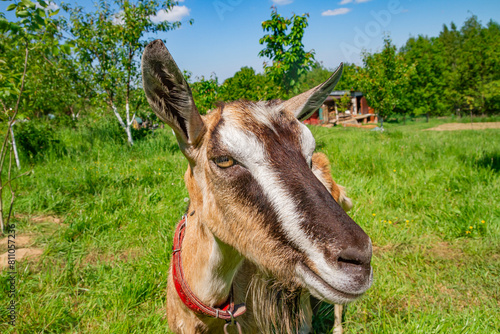 A funny friendly goat on the grassland background by sunny day | Zabawna przyjacielska koza na tle pastwiska w słoneczny dzień  #811057236