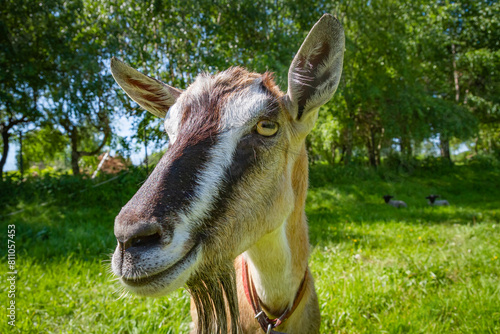 A funny friendly goat on the grassland background by sunny day | Zabawna przyjacielska koza na tle pastwiska w słoneczny dzień  #811057453