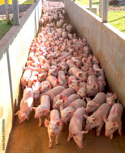 Granja de Suínos criação de leitão Agronegócio de Porco photo