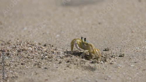 Small crab digs a hole in the sand on the beach on a summer day