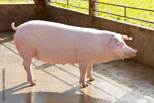 Suíno agronegócio em granja photo