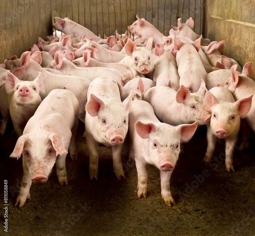 Granja de Suínos criação de leitão Agronegócio de Porco