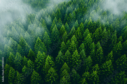 Aerial View of Dense Pine Forest with Fog 
