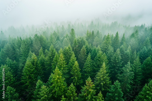 Fog-Enshrouded Pine Forest in Aerial Photography 