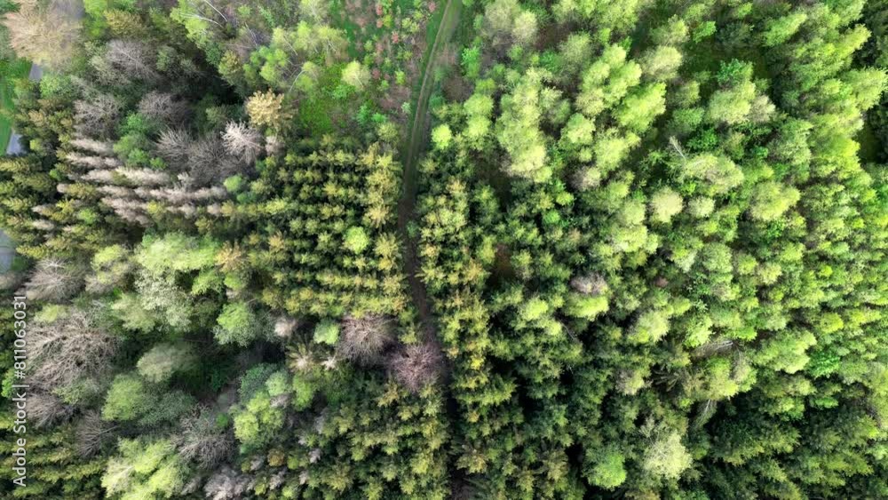 This drone video provides a captivating aerial exploration of a densely wooded area, revealing the rich texture and diversity of the forest canopy. As the camera moves overhead, it captures the This drone video provides a captivating aerial exploration of a densely wooded area, revealing the rich texture and diversity of the forest canopy. As the camera moves overhead, it captures the