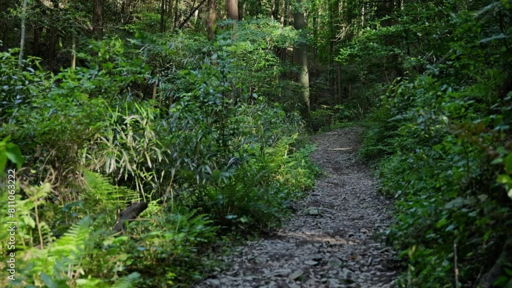 First person view slow motion on a forest road First person view slow motion on a forest road