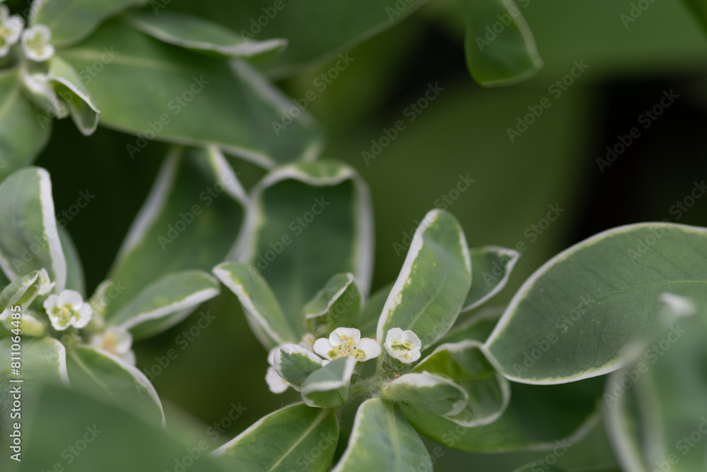 白いハツユキソウの花のクローズアップ
白いハツユキソウの花のクローズアップ