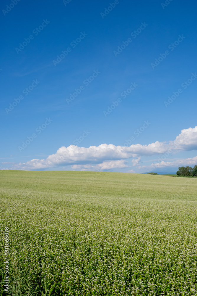 Naklejka premium 白い花が満開のソバ畑と青空