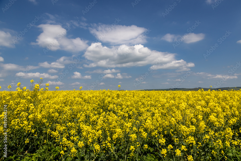 A field of oilseed rape crops growing in rural Sussex on a sunny spring day