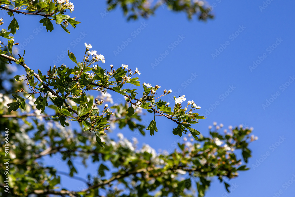 A common hawthron tree blooming on a sunny spring day in Sussex A common hawthron tree blooming on a sunny spring day in Sussex