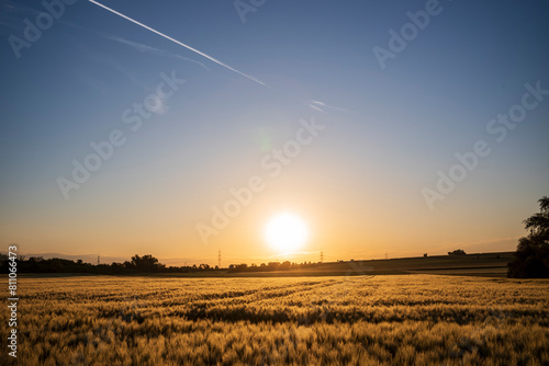 barley at sunrise