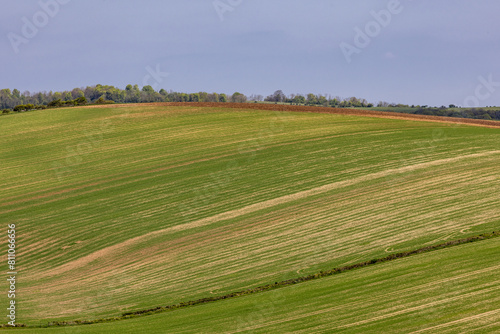 Young crops growing in a field in rural Sussex on a sunny spring day
