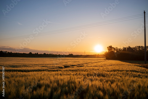 field of barley at sunrise