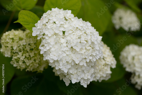 Blooming white hydrangea (Hydrang a arbor scens)