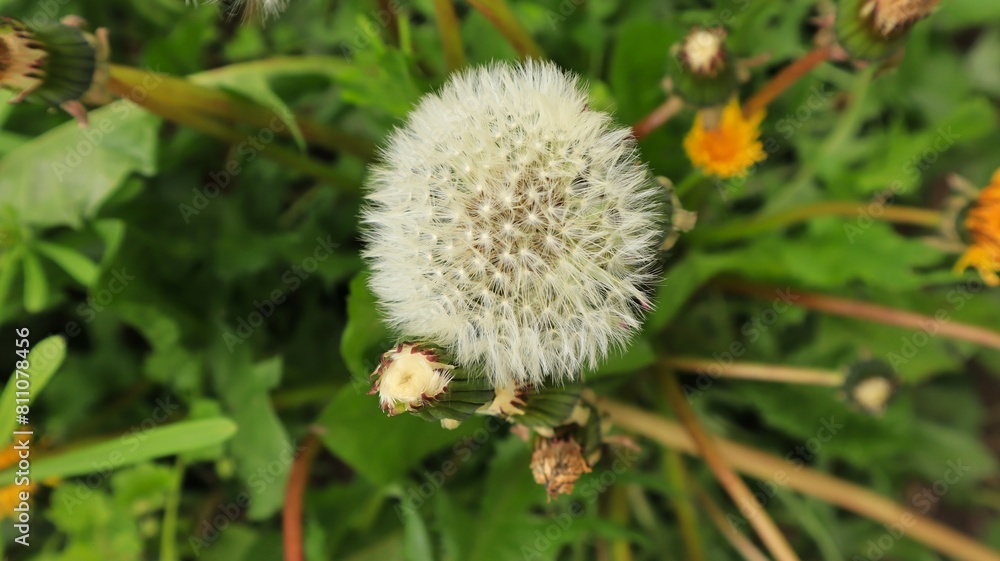 Spring dandelion with dandelions in the meadow Spring dandelion with dandelions in the meadow