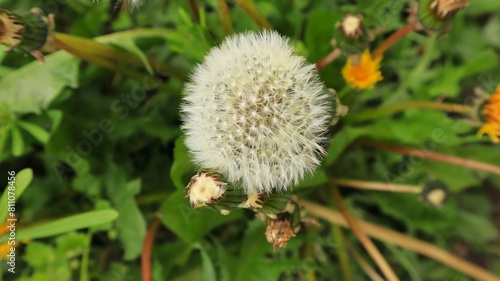 Spring dandelion with dandelions in the meadow