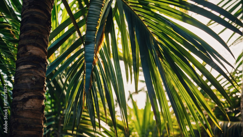 Sunlit Palm  Photo Capturing Sun Rays Filtering Through Lush Green Palm Leaves  Evoking Beach Summer Vibes