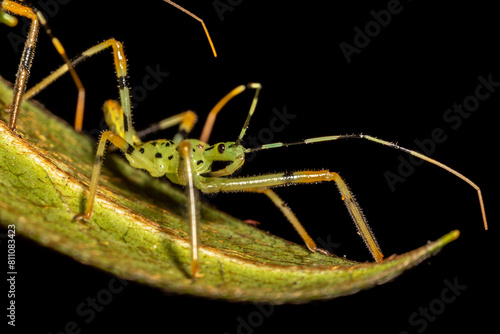 Pale Green Assassin Bug (Zelus luridus) sitting on leaf waiting for prey in Brazil photo