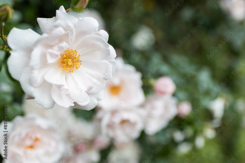A close up of a white flower with yellow centers A close up of a white flower with yellow centers